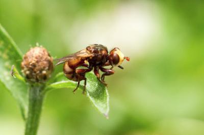 Sicus ferrugineus