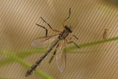 Leptogaster cylindrica