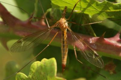 Tipula cava