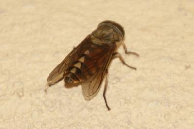 Tabanus eggeri