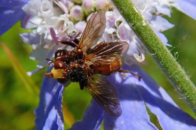 Sicus ferrugineus