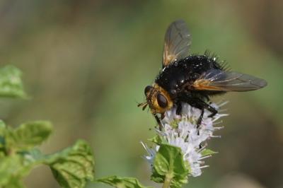 Tachina grossa