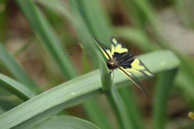 Libelloides coccajus