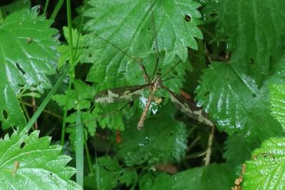 Tipula maxima