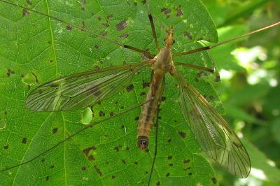 Tipula fascipennis
