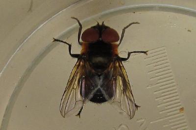 Phasia hemiptera