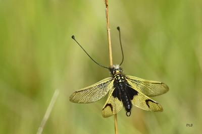 Libelloides longicornis