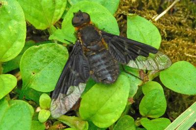 Hemipenthes morio
