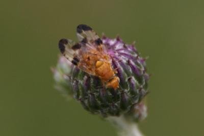 Xyphosia miliaria
