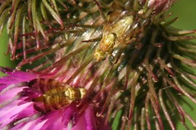 Terellia tussilaginis