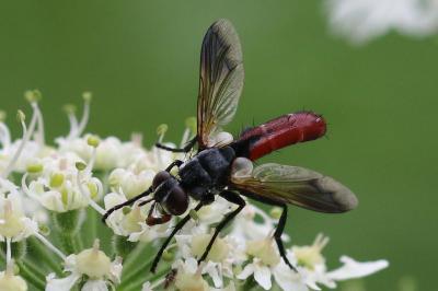 Cylindromyia bicolor