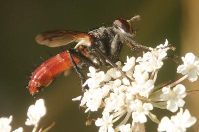 Cylindromyia bicolor