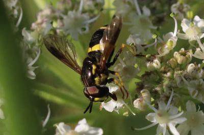 Chrysotoxum bicinctum