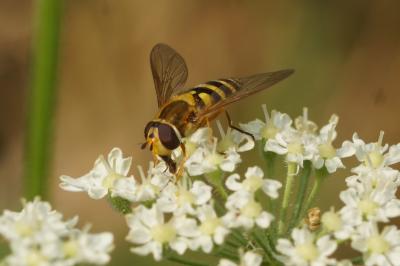 Syrphus ribesii