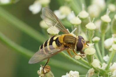 Syrphus ribesii