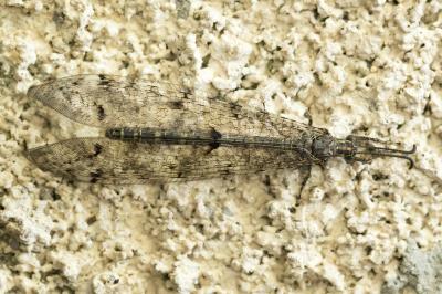 Distoleon tetragrammicus