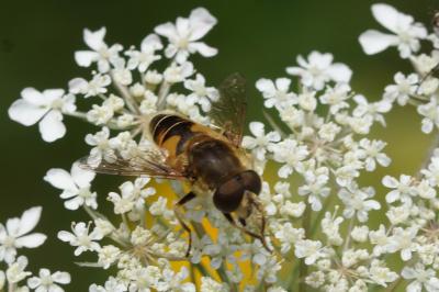 Eristalis arbustorum