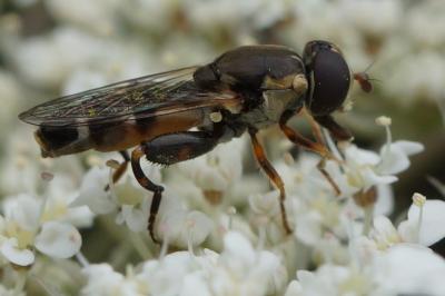 Syritta pipiens