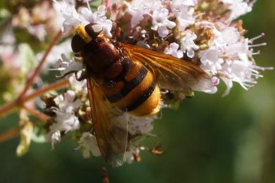 Volucella zonaria