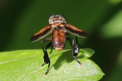 Trichopoda pictipennis