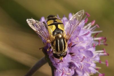 Helophilus trivittatus