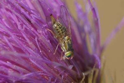 Terellia serratulae