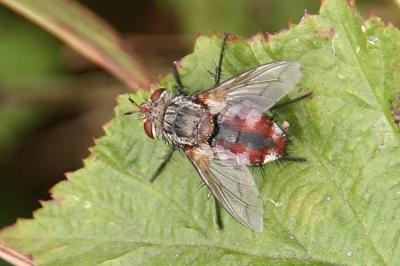 Peleteria iavana