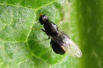 Pachygaster atra