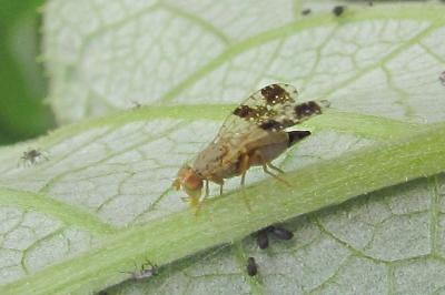 Tephritis bardanae