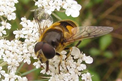 Eristalis horticola