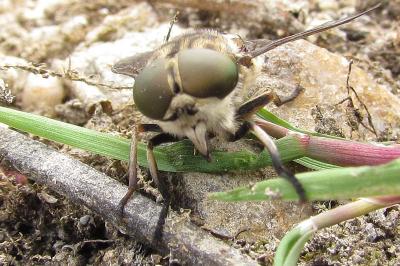 Tabanus autumnalis