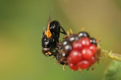 Mesembrina meridiana