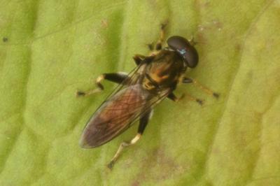 Xylota segnis