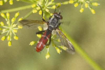 Cylindromyia bicolor