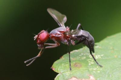 Cephalia rufipes