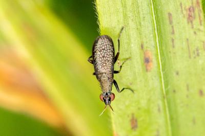 Coremacera marginata
