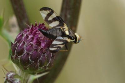 Urophora cardui