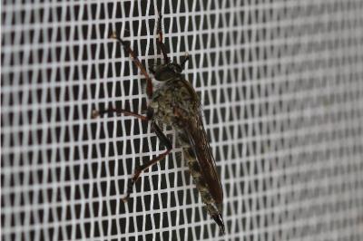 Tolmerus atricapillus