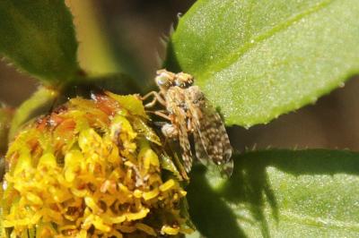 Campiglossa bidentis