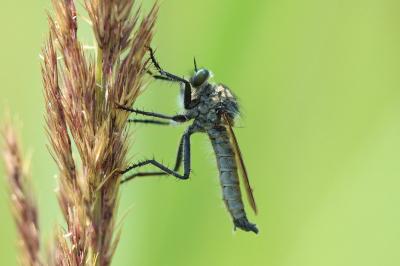 Eutolmus rufibarbis
