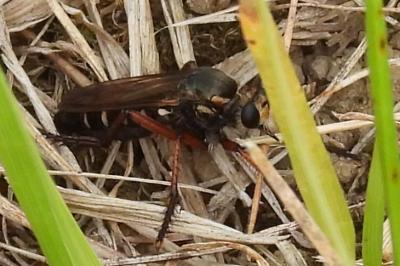 Dasypogon diadema