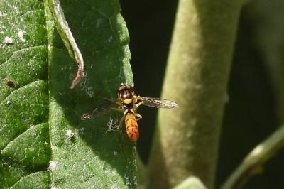 Sphaerophoria rueppellii