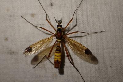 Ctenophora ornata