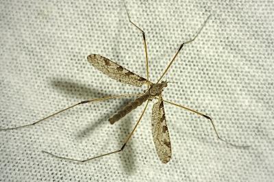 Limnophila pictipennis
