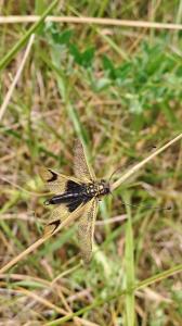 <i>Libelloides longicornis</i>