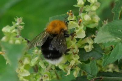 Bombus hypnorum