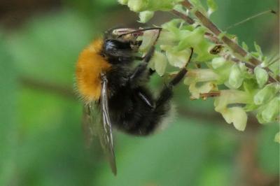 Bombus hypnorum