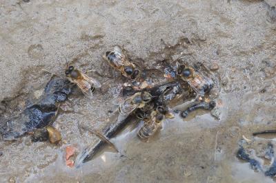 Apis mellifera