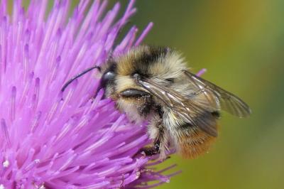 Bombus sylvarum