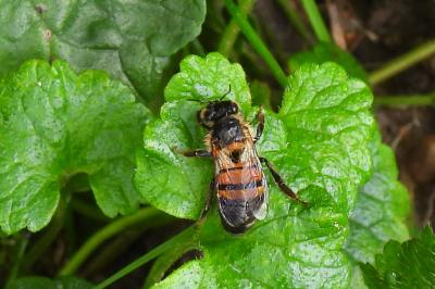Apis mellifera